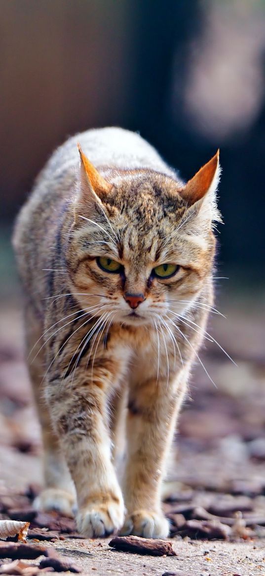 cat, autumn, skinny, walk, tired