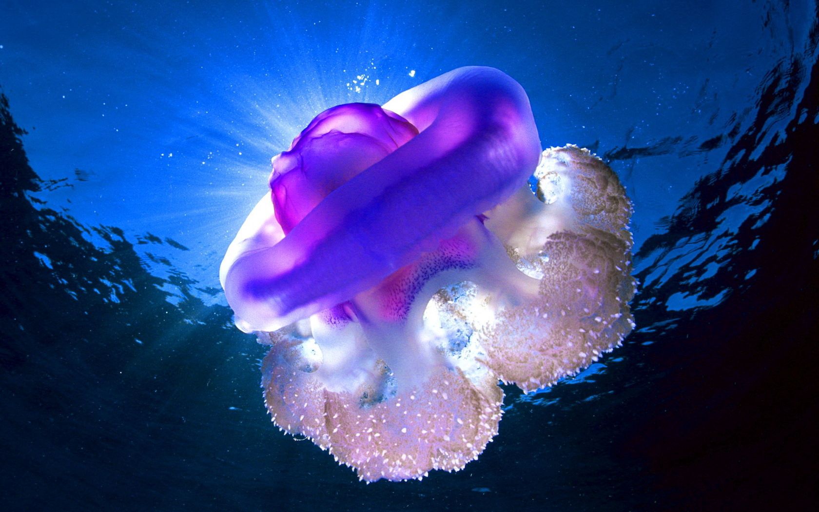 sea, jellyfish, underwater, light