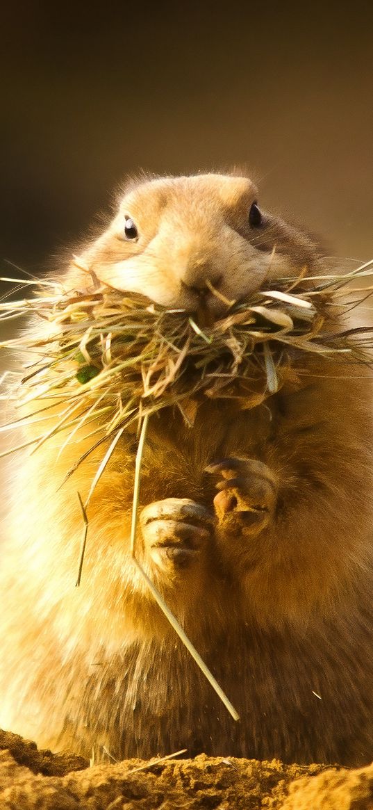 prairie dog, face, grass, hunt, hide