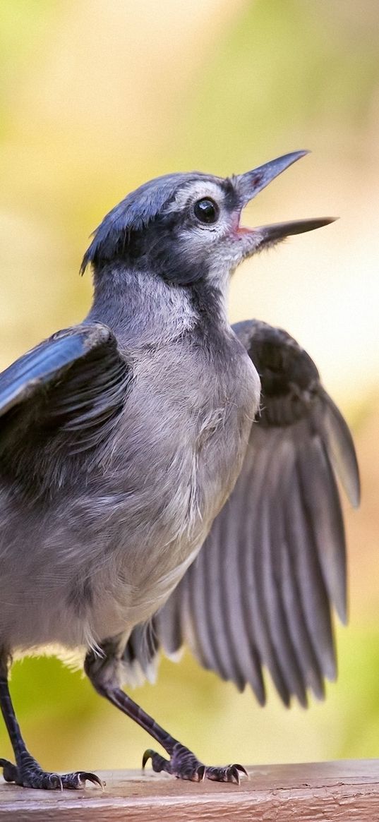 bird, beak, surface, small