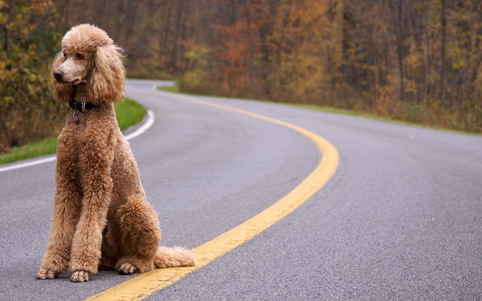 dog, poodle, curly, road