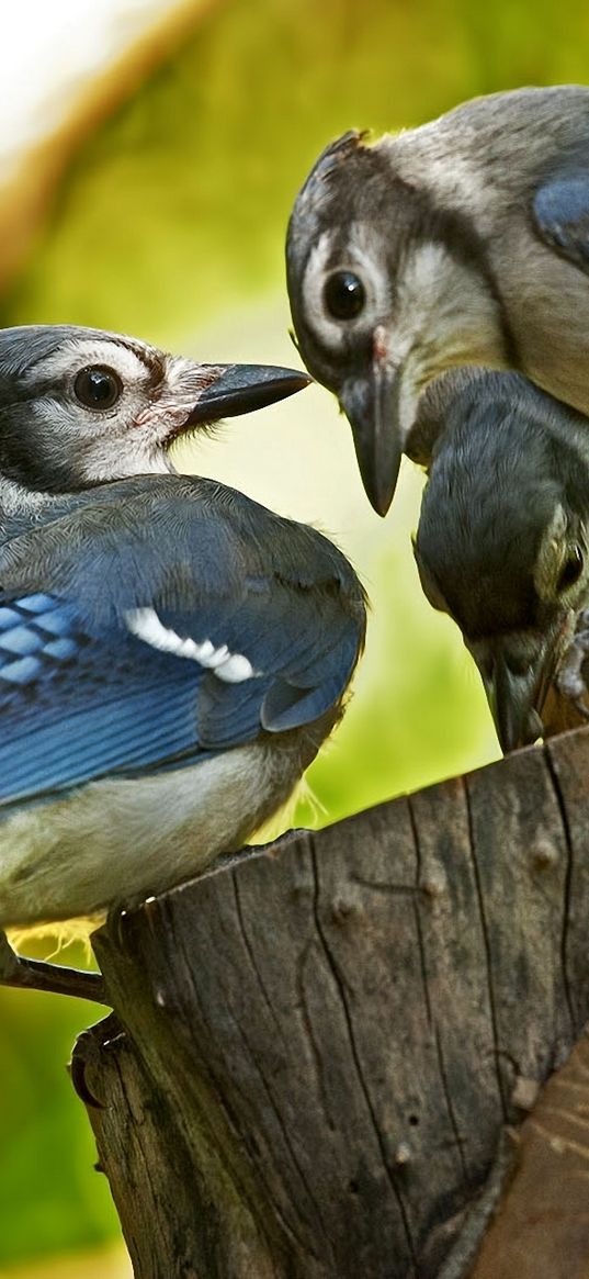 birds, couple, caring, family, tree stump