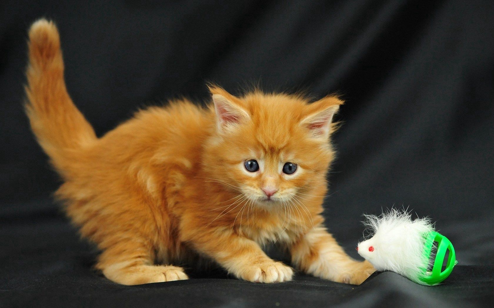 kitty, little, playful, toy, photo shoot