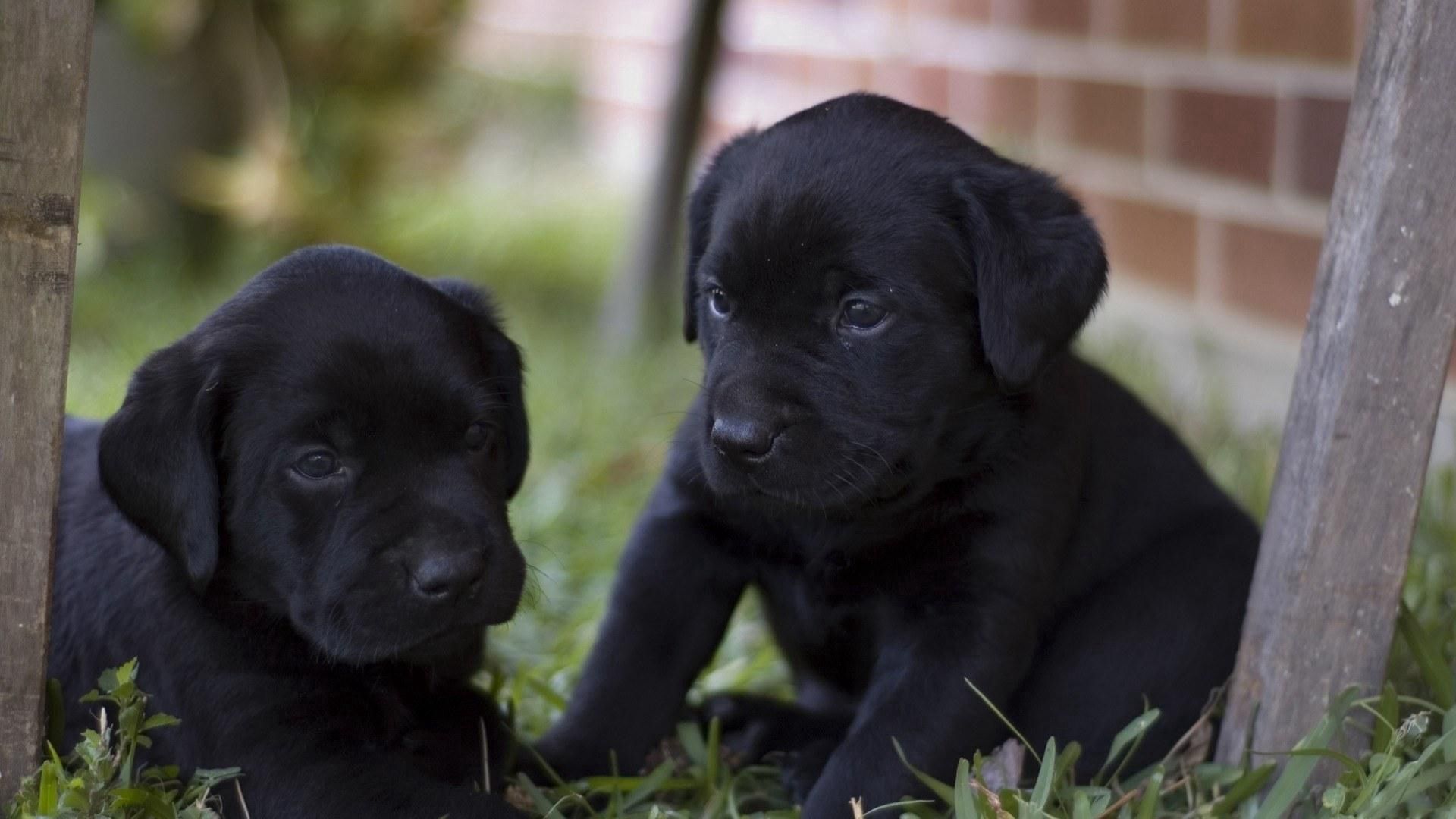 puppies, labradors, kids, couple, grass