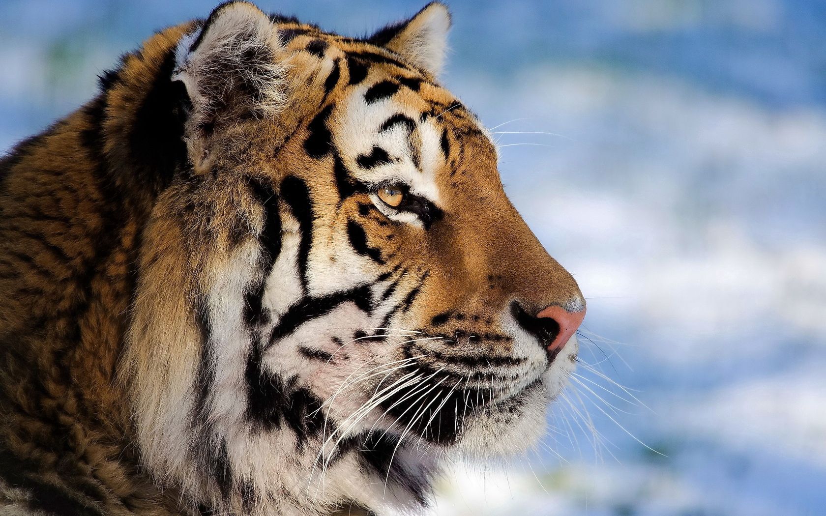 tiger, face, profile, striped, big cat