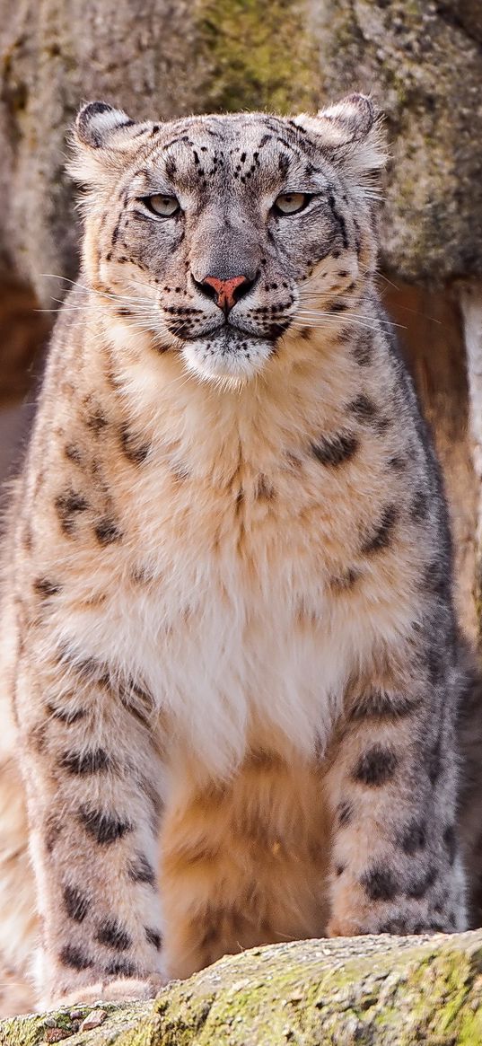 snow leopard, big cat, spotted, sit, predator