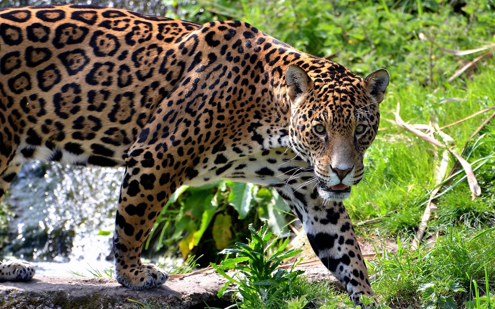 jaguar, big cat, carnivore, grass, climb