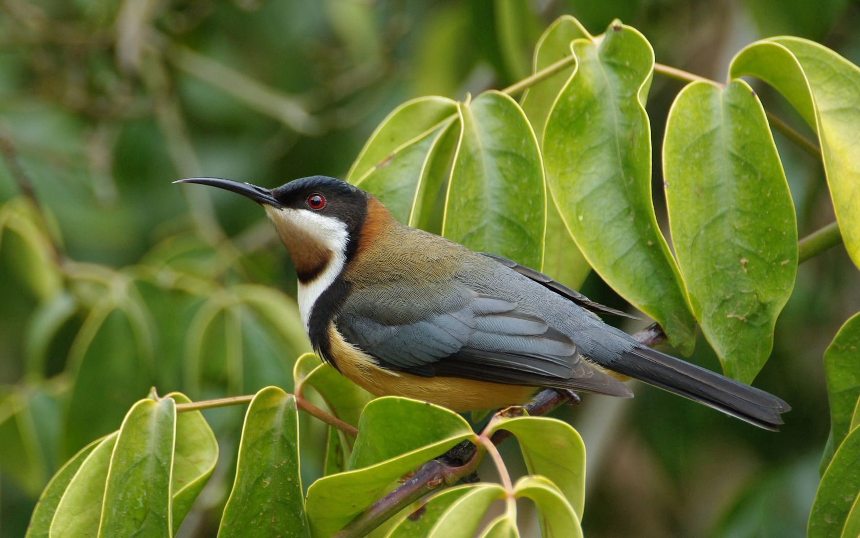 eastern shiloklyuvy medosos, bird, beak, branch, leaf