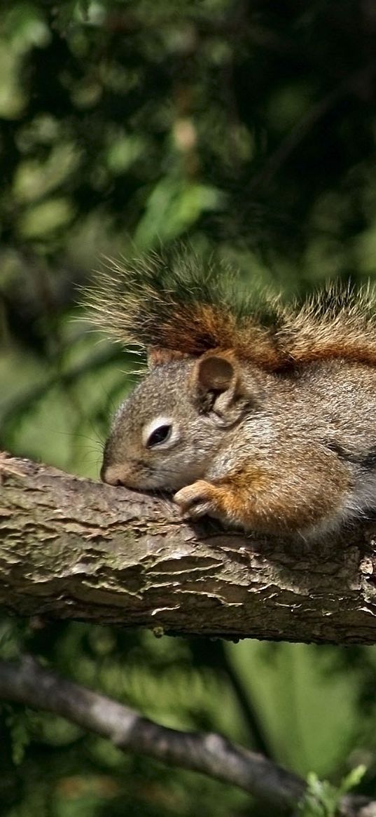 squirrels, couple, tree, branch, lie