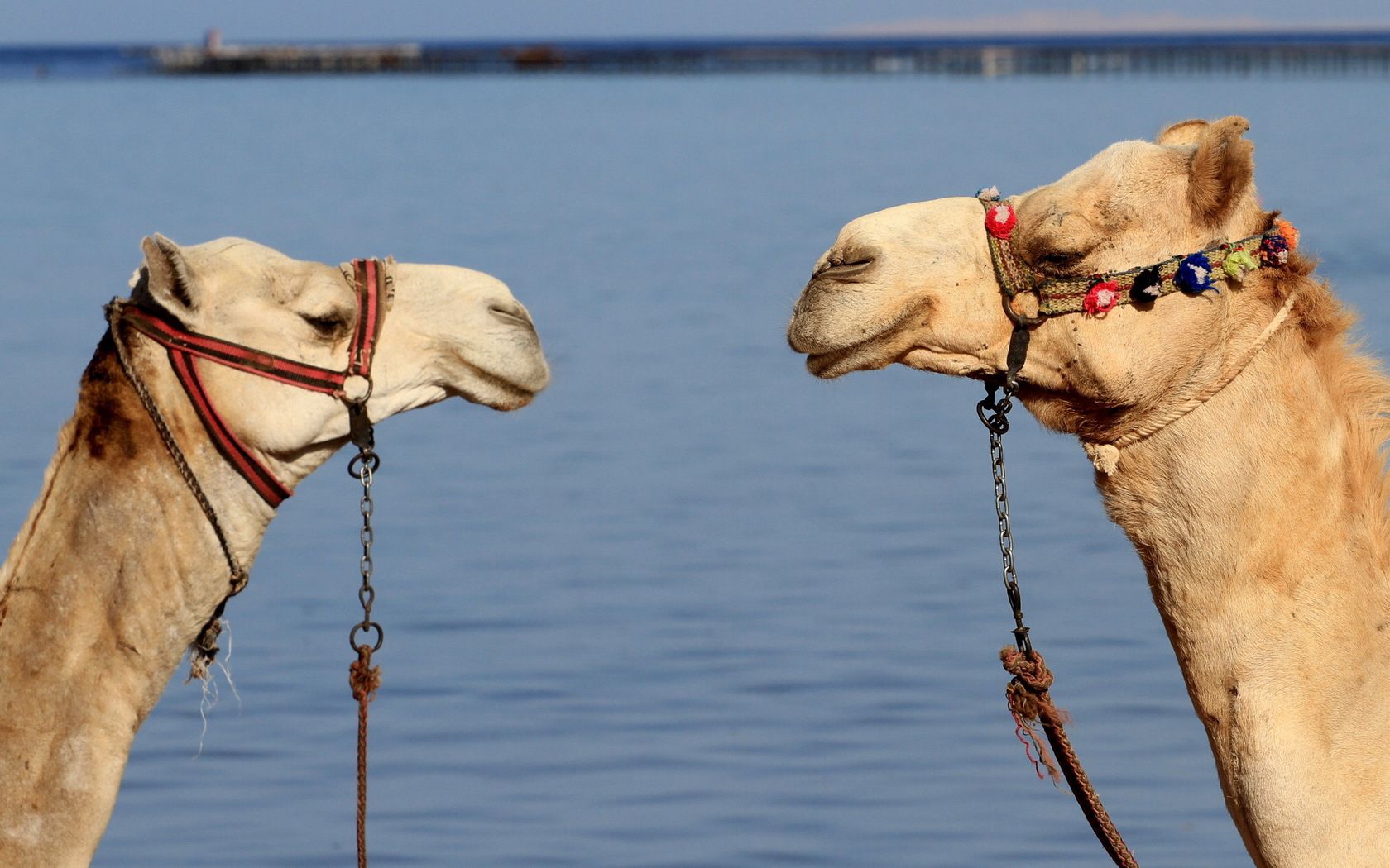 camels, couple, team, water