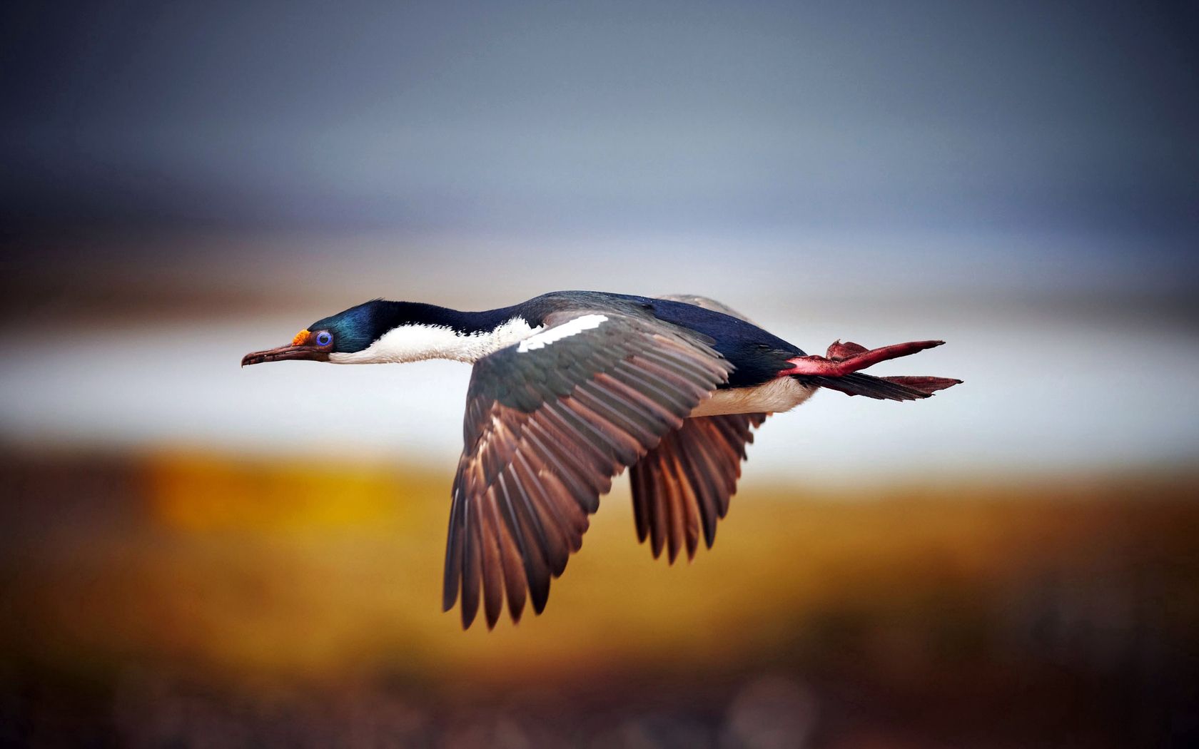 bird, duck, flight, blurred