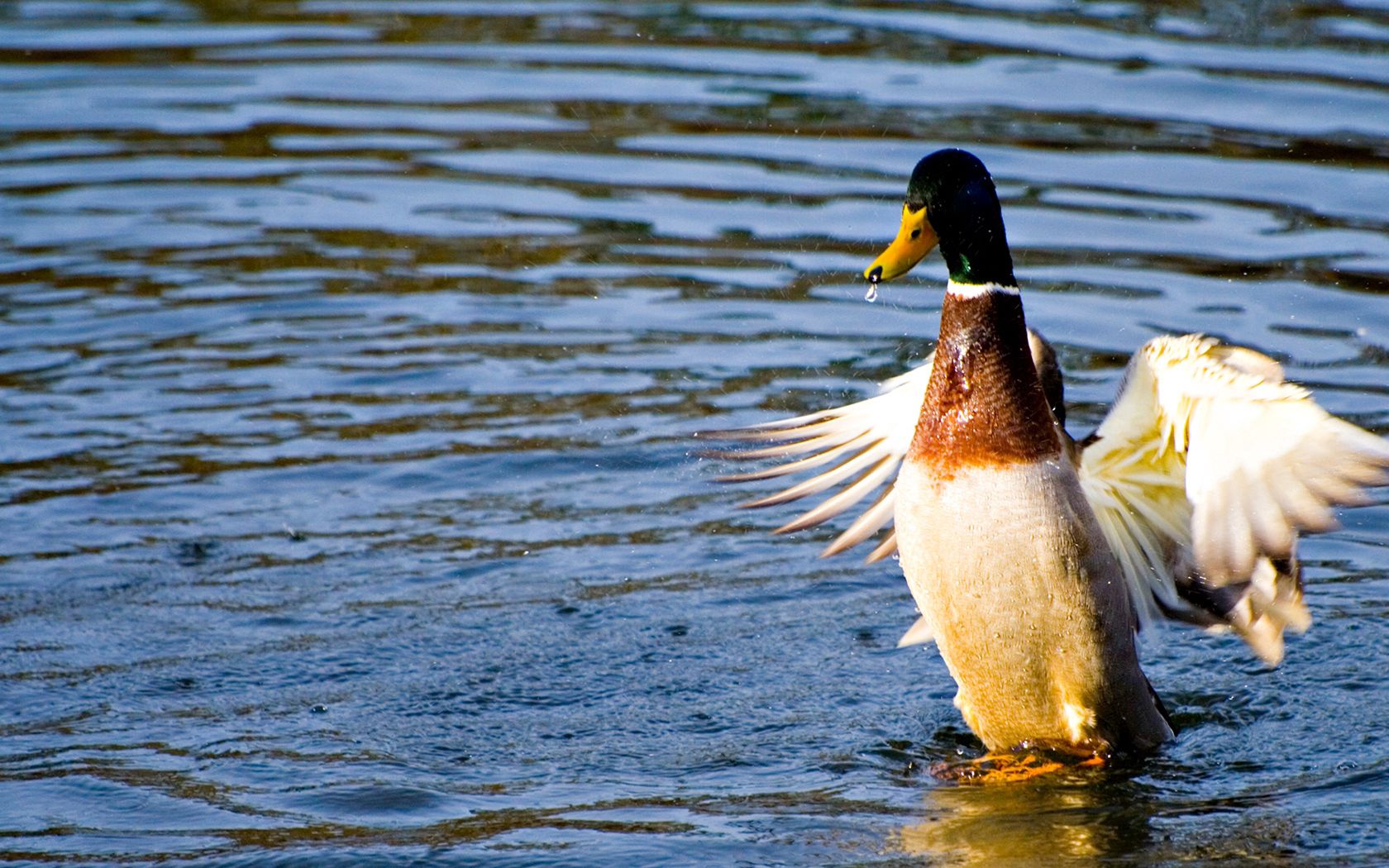 duck, wings, flap, water