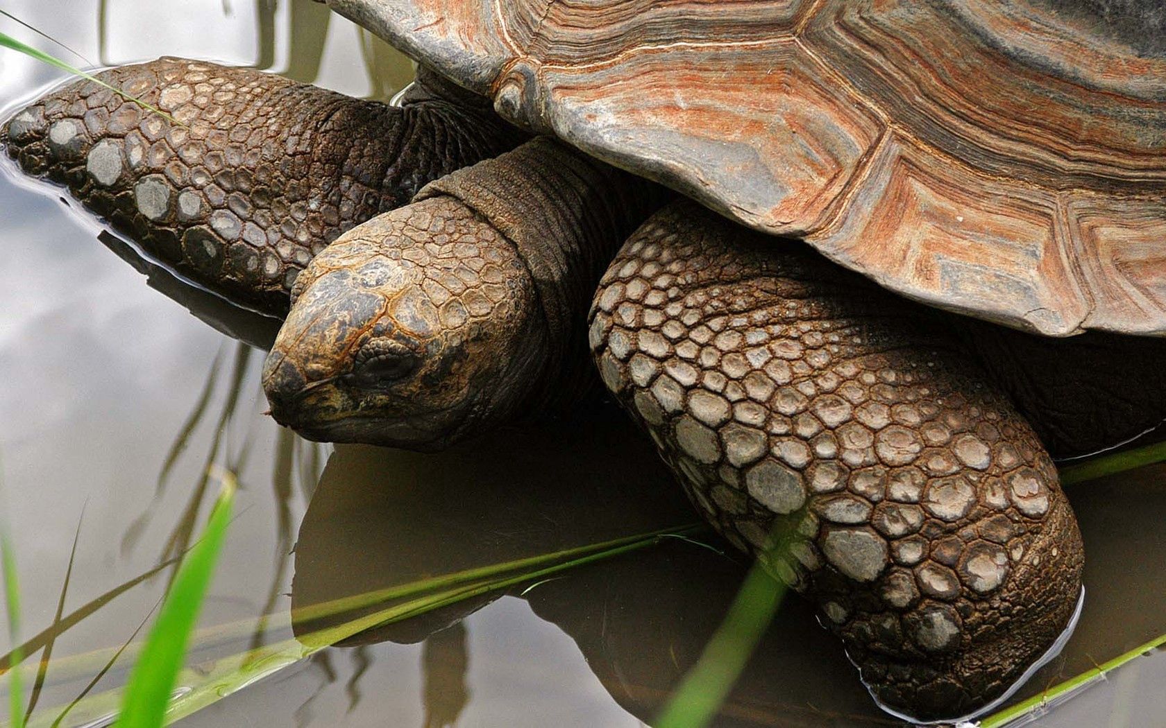 turtle, water, shell, head