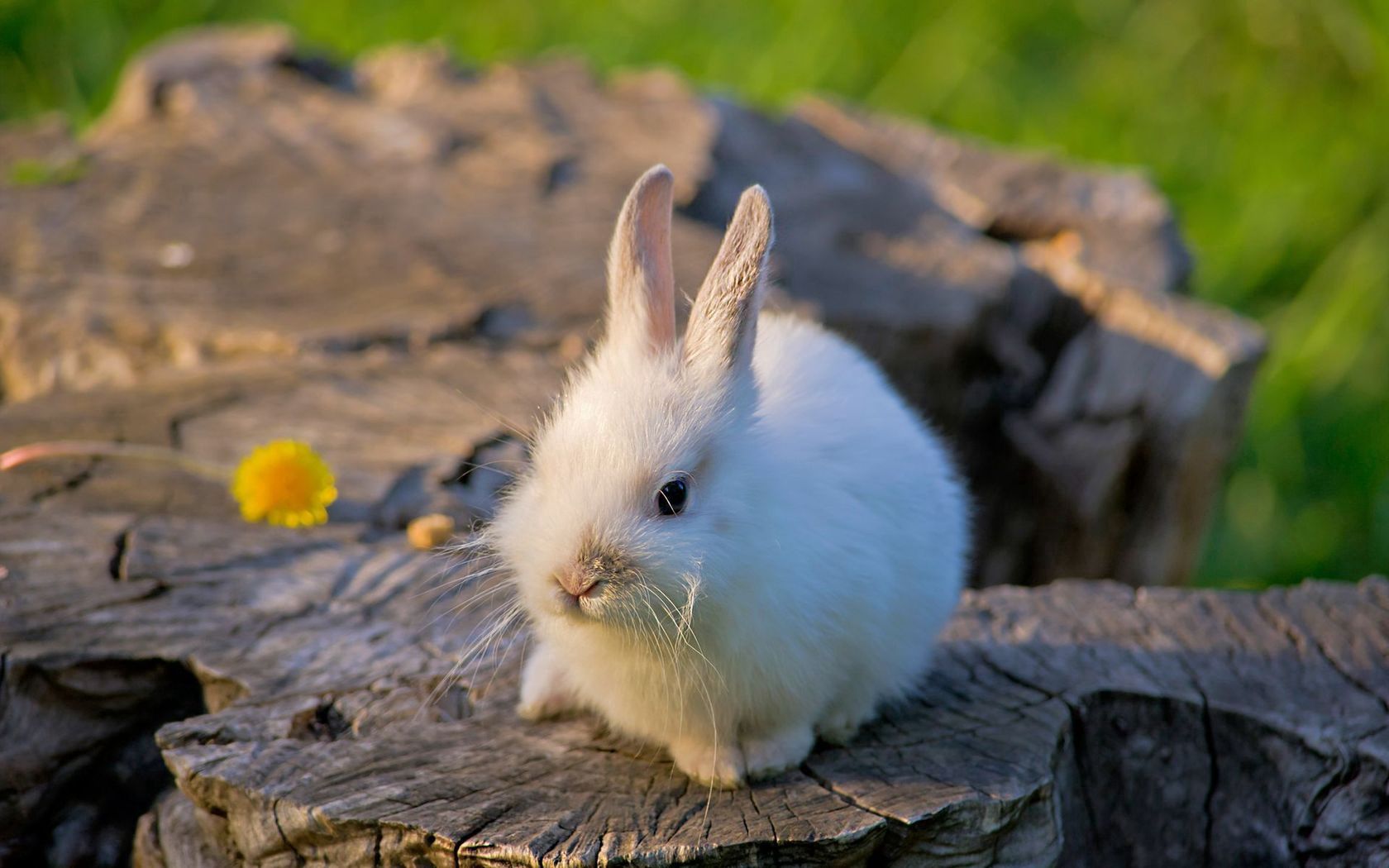 rabbit, tree stump, bright, flower, honey