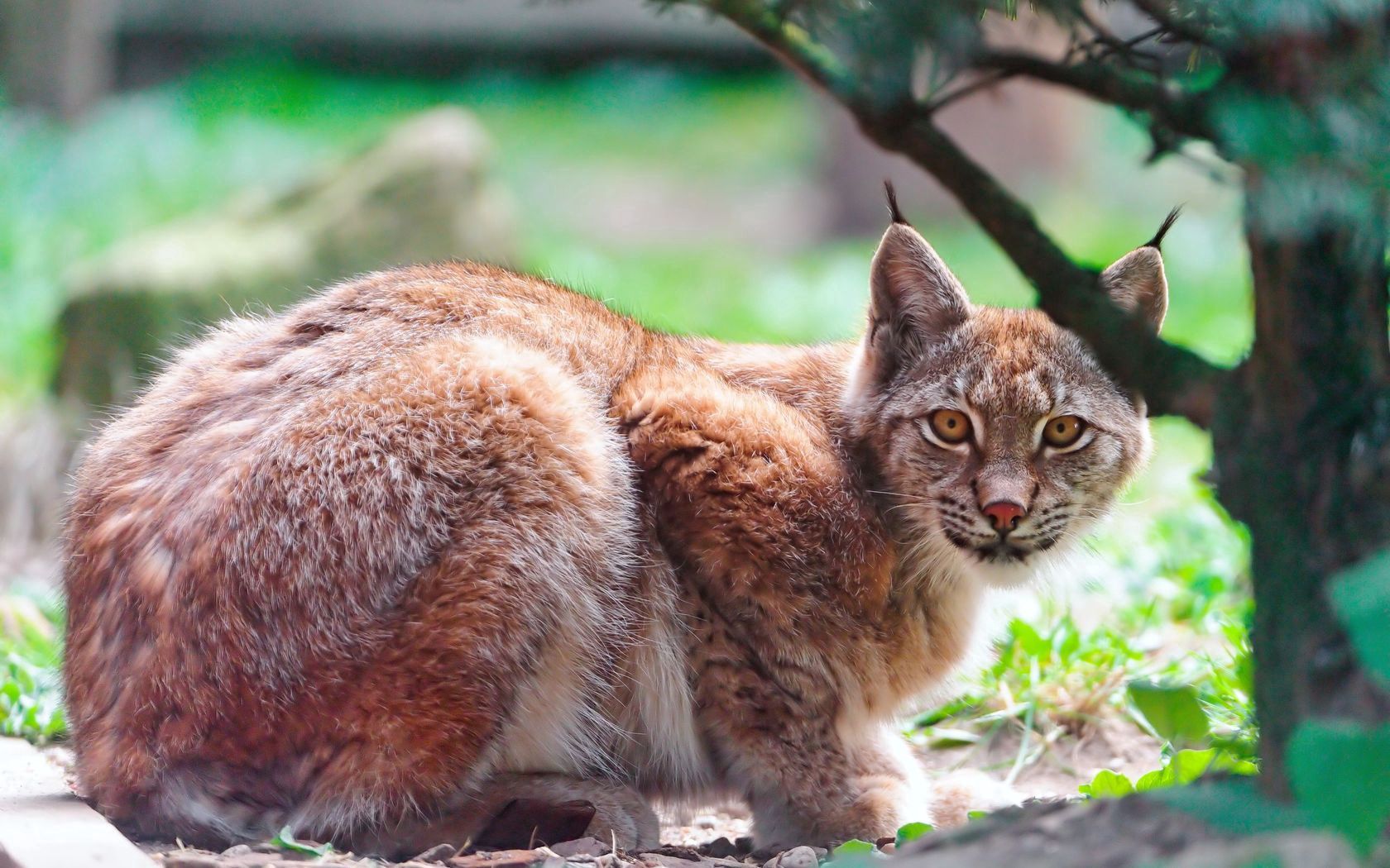 lynx, brush, large, cat, look, predator