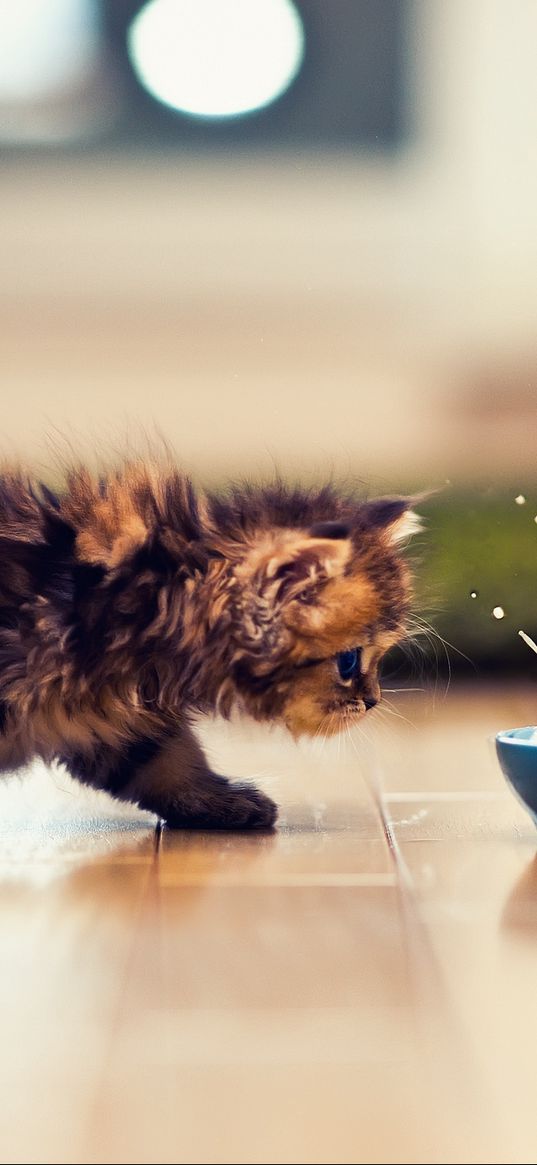 kitten, bowl, milk, spray