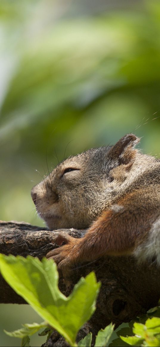 squirrel, leaves, sleep, tree