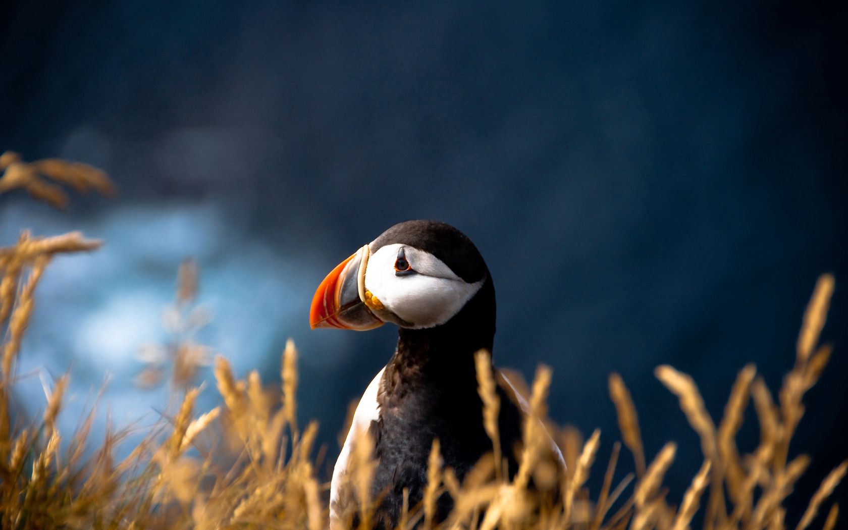 puffin, duck, bird, beak, grass