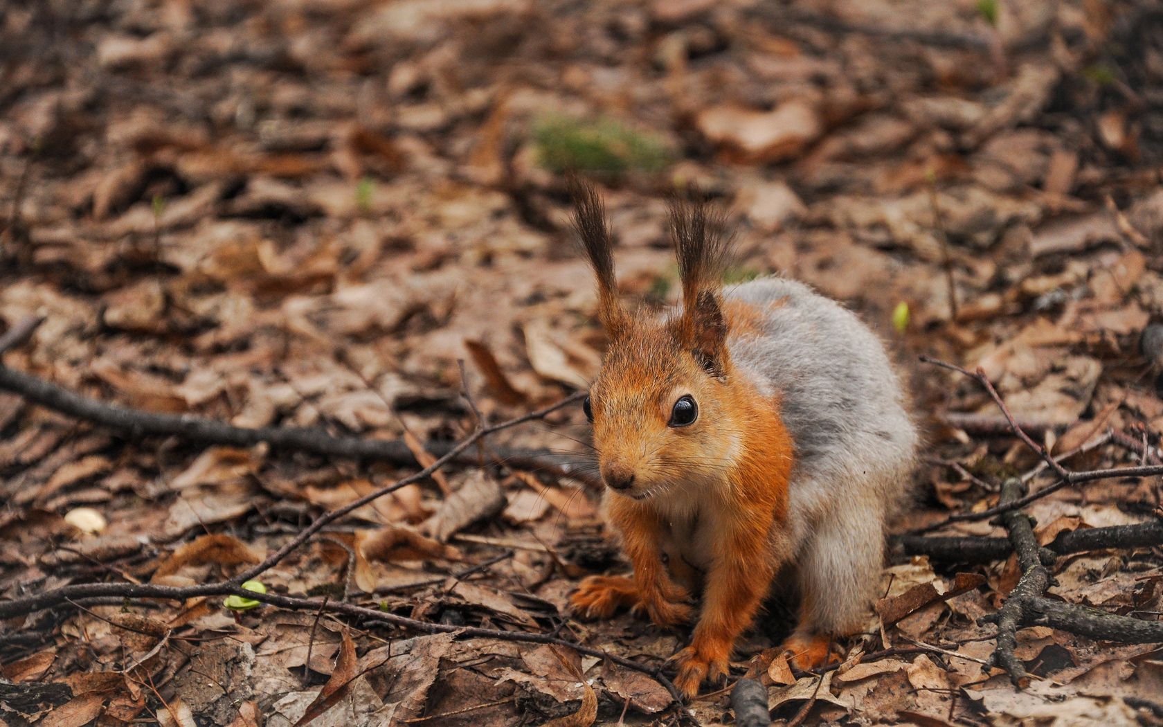 squirrel, leaves, autumn, forest