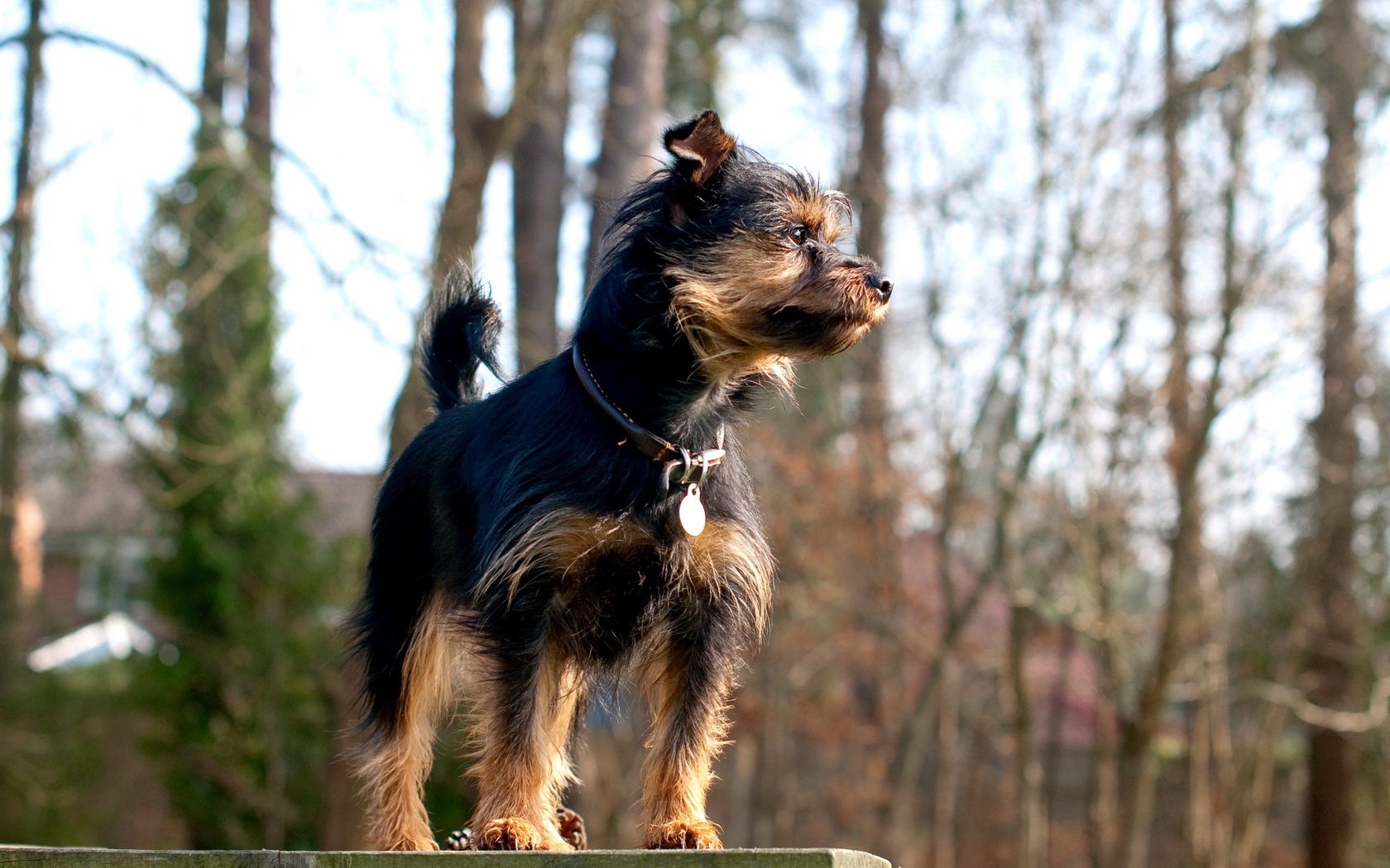 dog, small, dog collar, attentive