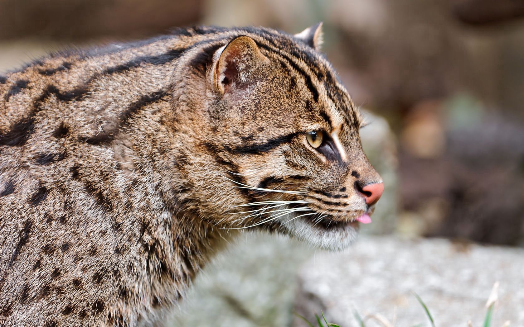 fishing cats, wild, big cat, spotted