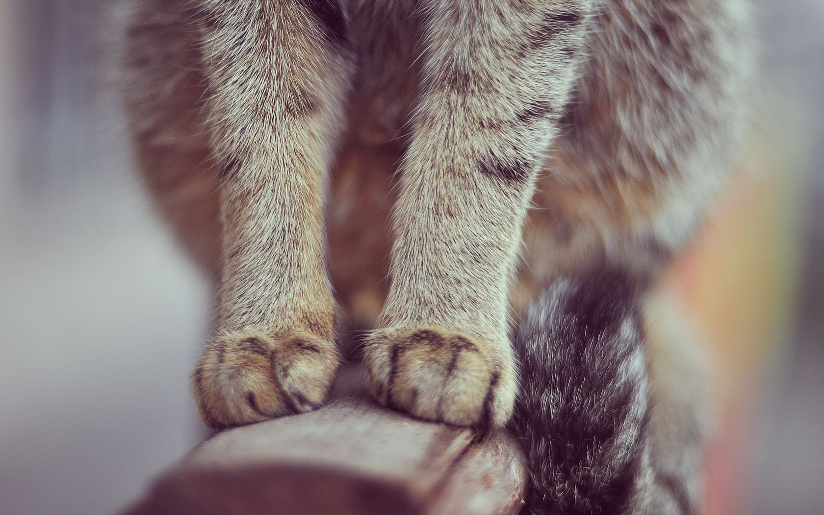 paws, cat, sit, fur