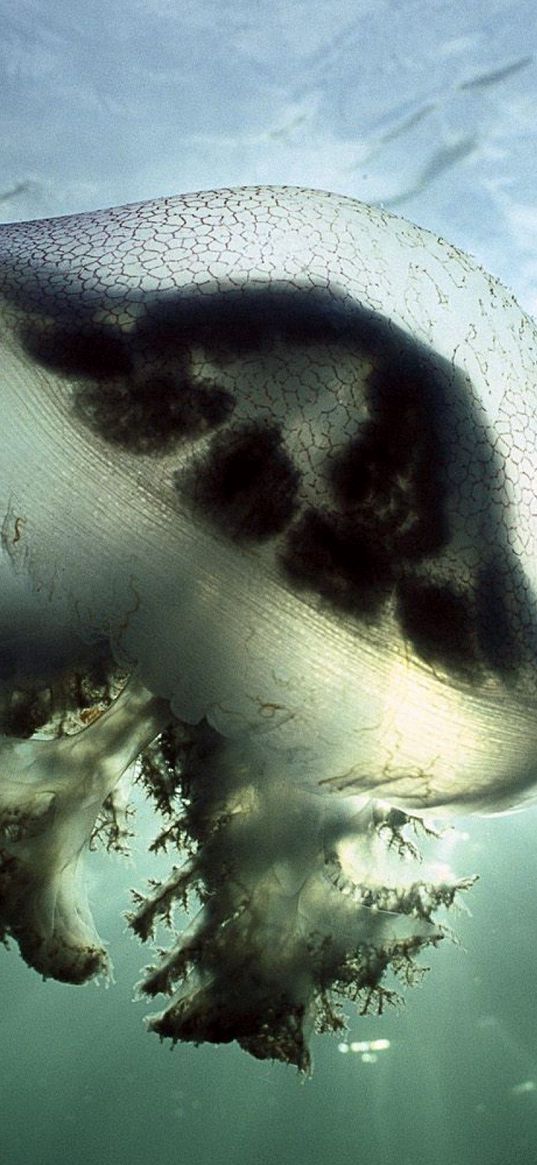 jellyfish, underwater, lights, swimming