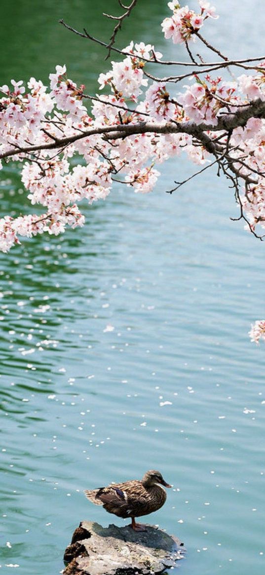 duck, field, sakura, lake, sit