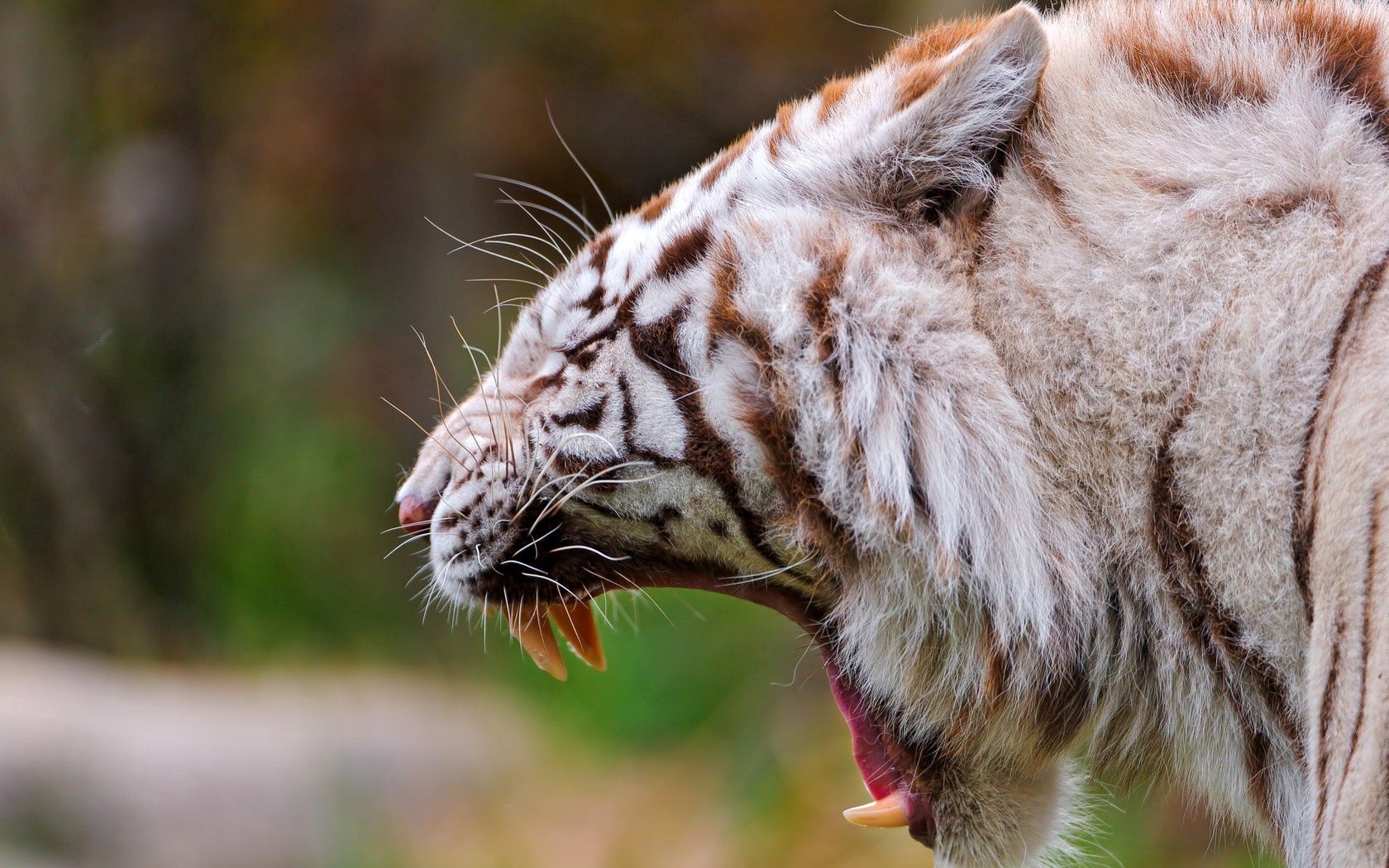 tiger, profile, teeth, anger, aggression, big cat, predator