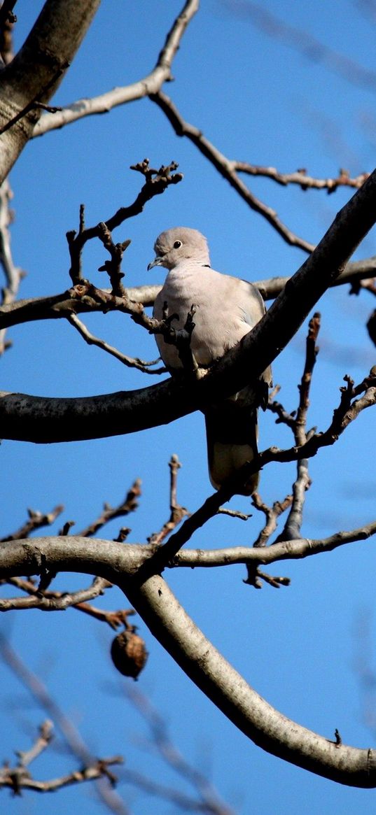 bird, dove, branch, sit, fall