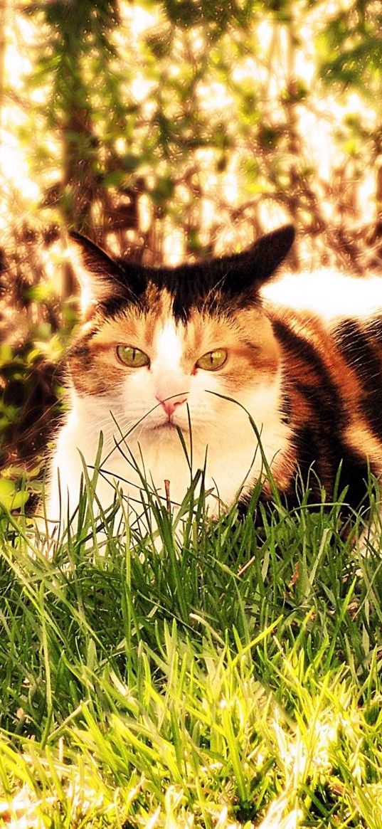 cat, grass, hunting, sit, fall