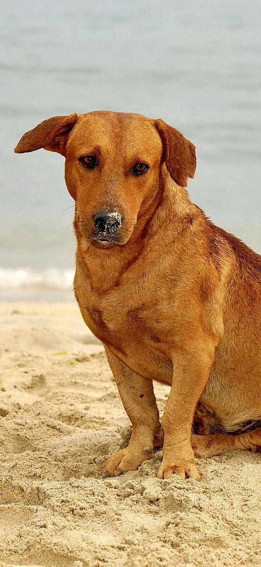 dog, sand, sitting, sad