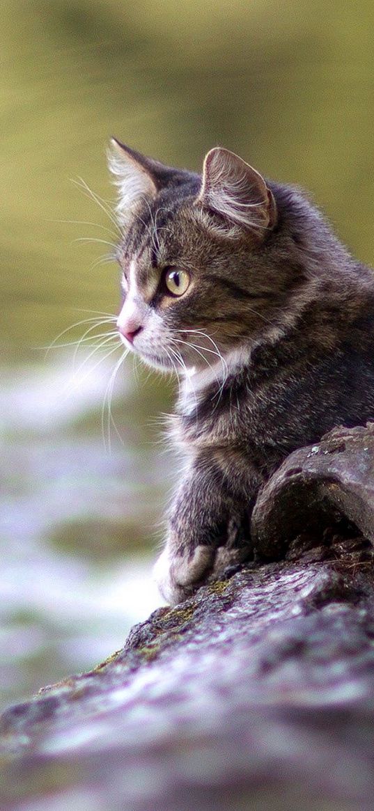 cat, lying, timber, river, watch