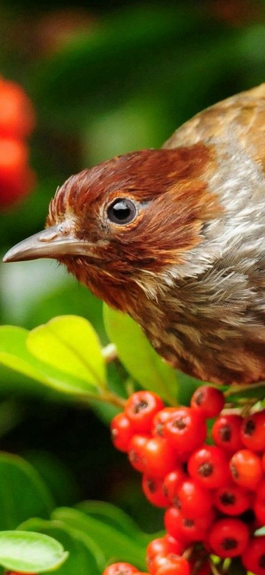 bird, beak, rowan, color