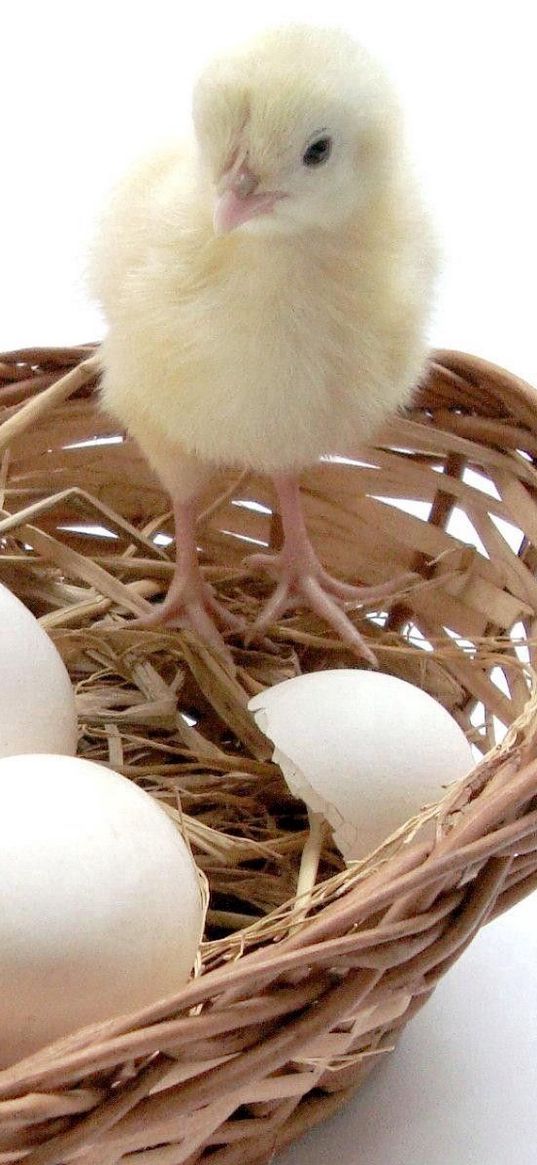 chick, eggs, basket