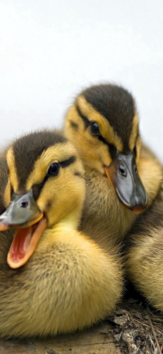 ducklings, family, striped, lie