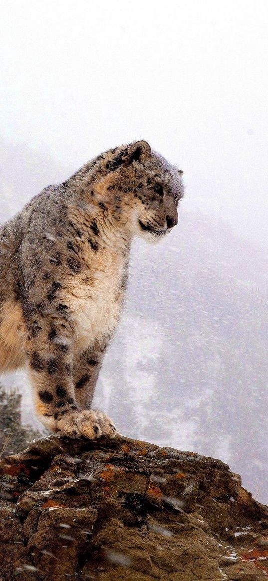 snow leopard, top, big cat, predator