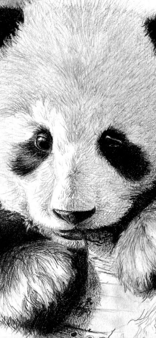 panda, color, face, black and white