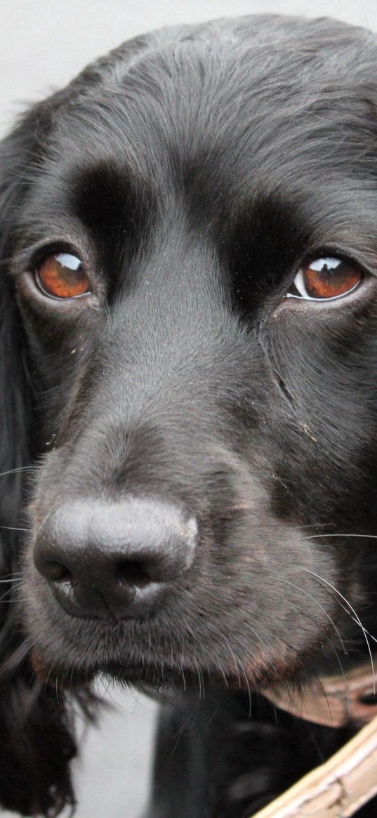 dog, muzzle, big-eared, ears