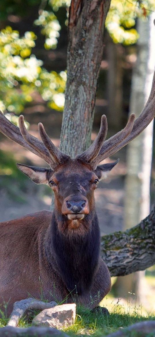 deer, horns, lying, nature, tree