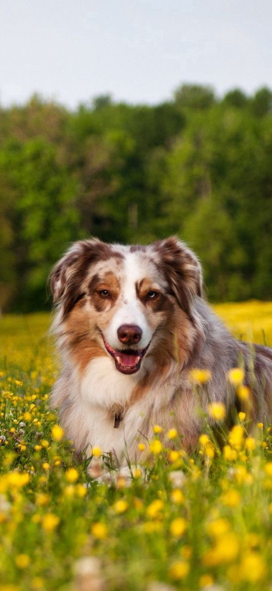 australian shepherd, dog, shepherd, grass, flowers, lie