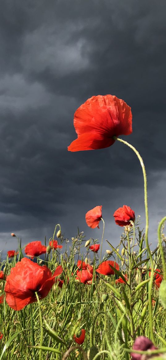 poppies, flowers, grass, field, clouds, hurricane, nature