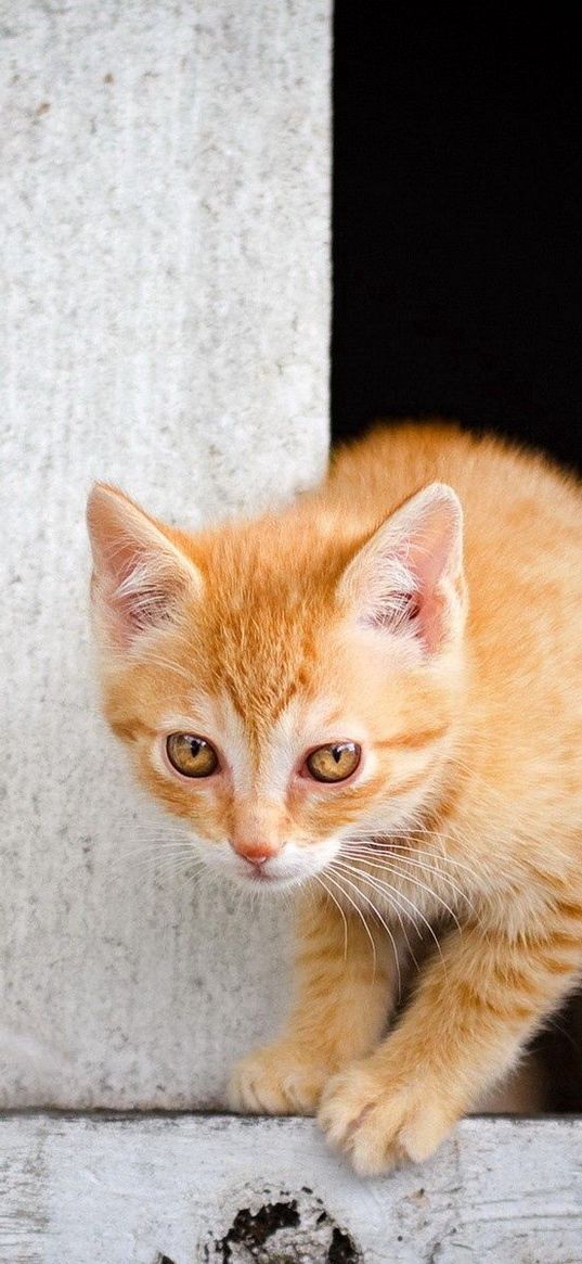 kitten, baby, climb, color