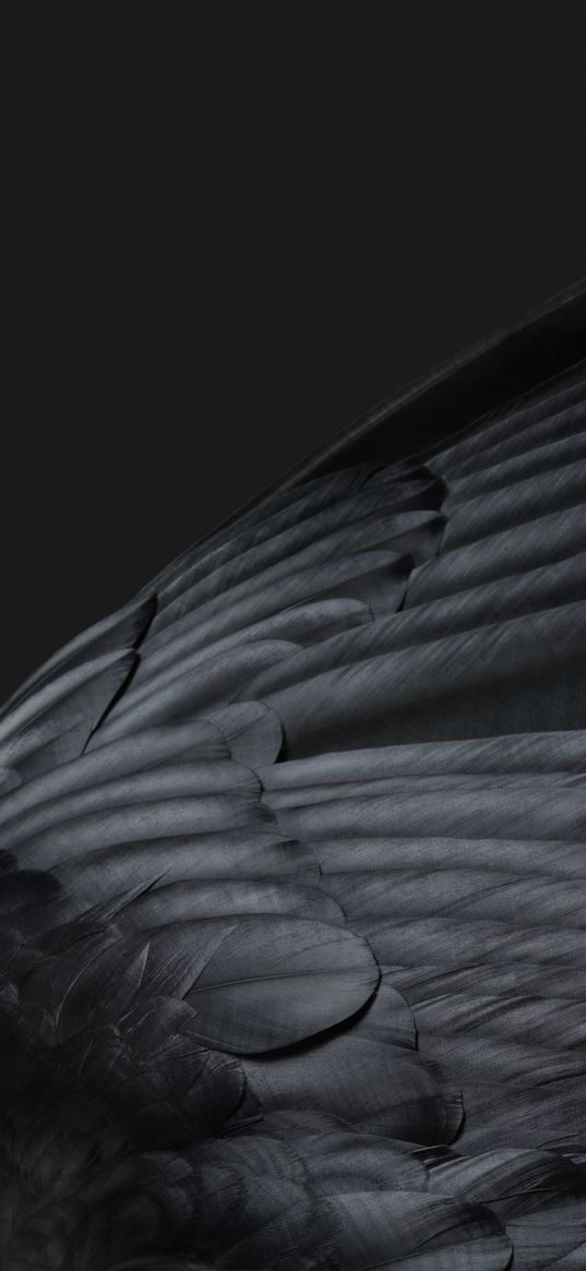 wing, feathers, black, dark background