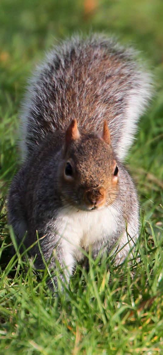 squirrel, grass, leaves, climbing