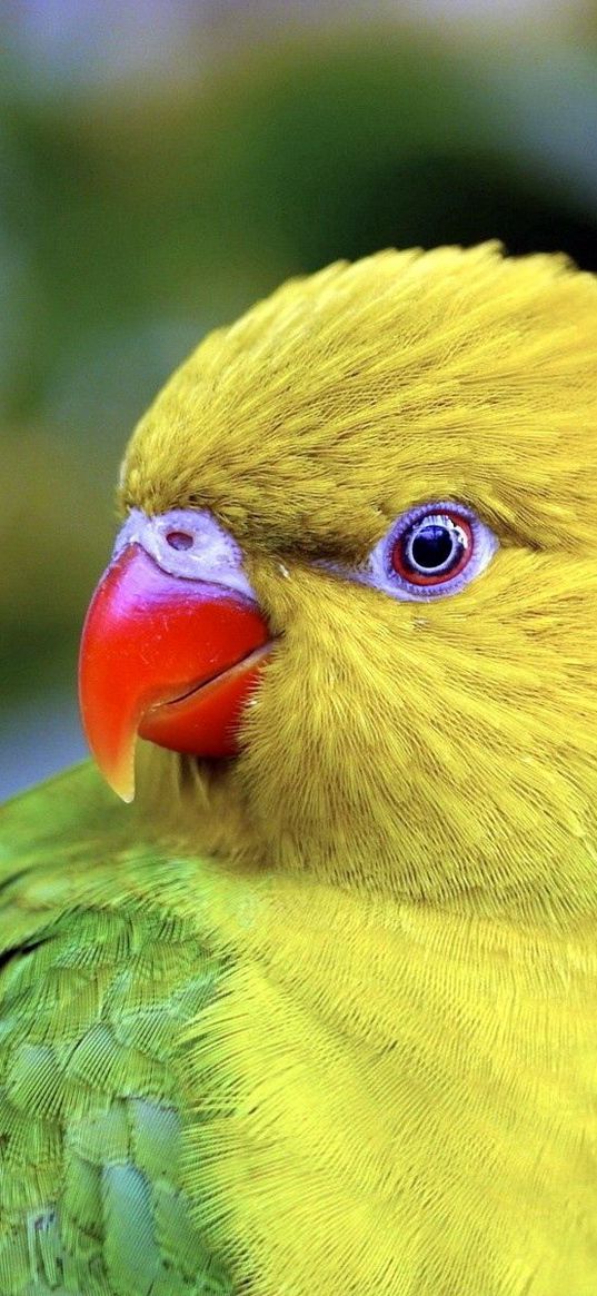 parrot, beak, color, bird