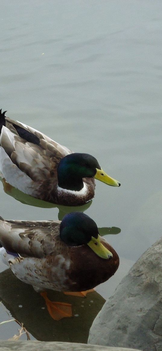 duck, lake, rocks, swim