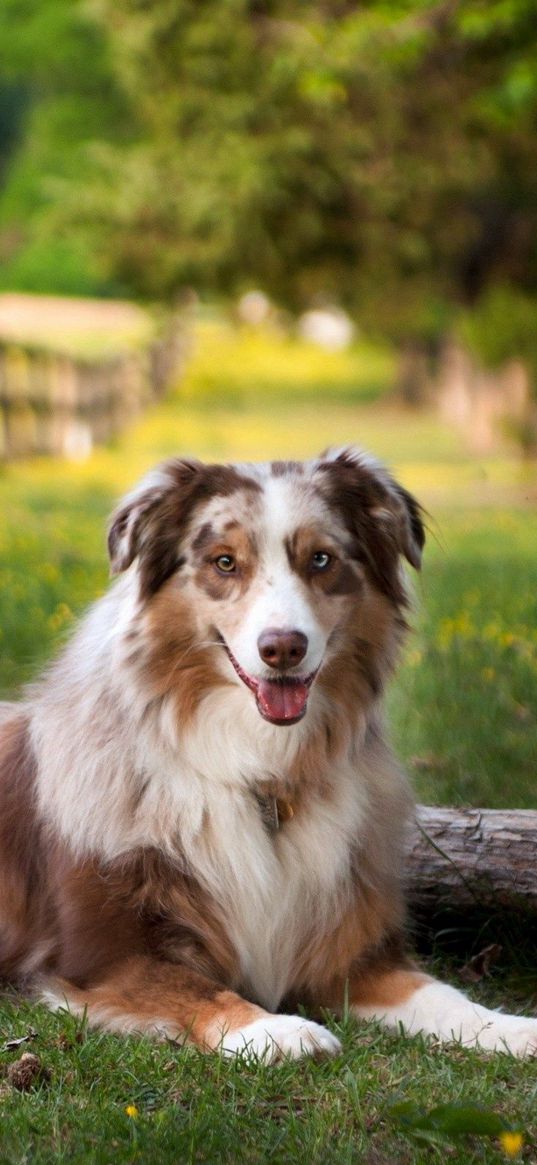 australian shepherd, lay, grass, park