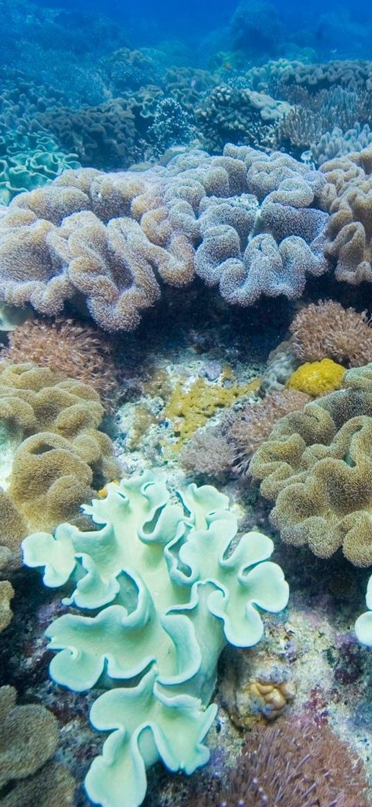 seaweed, underwater, multi-colored, surface