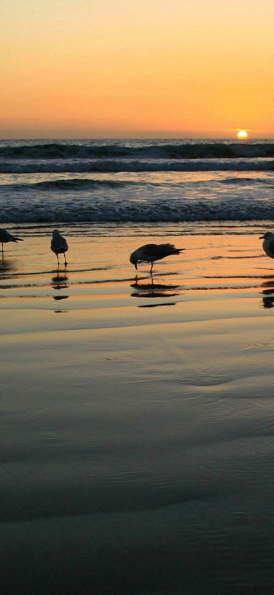 gulls, sea, sunset, light